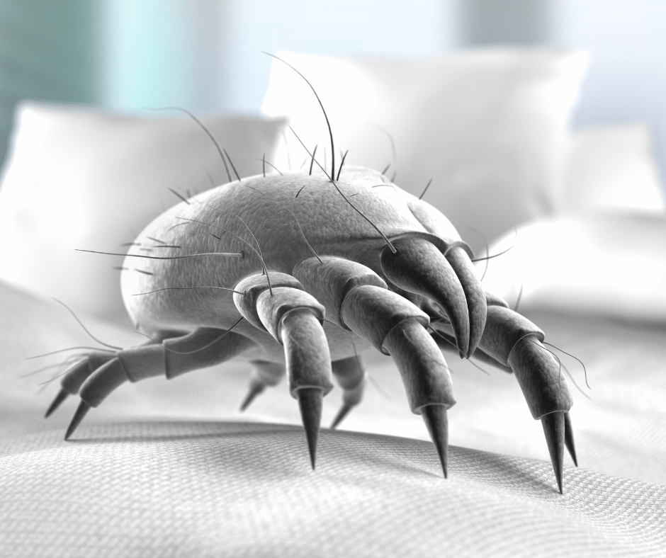 Image of dust mite on a bed